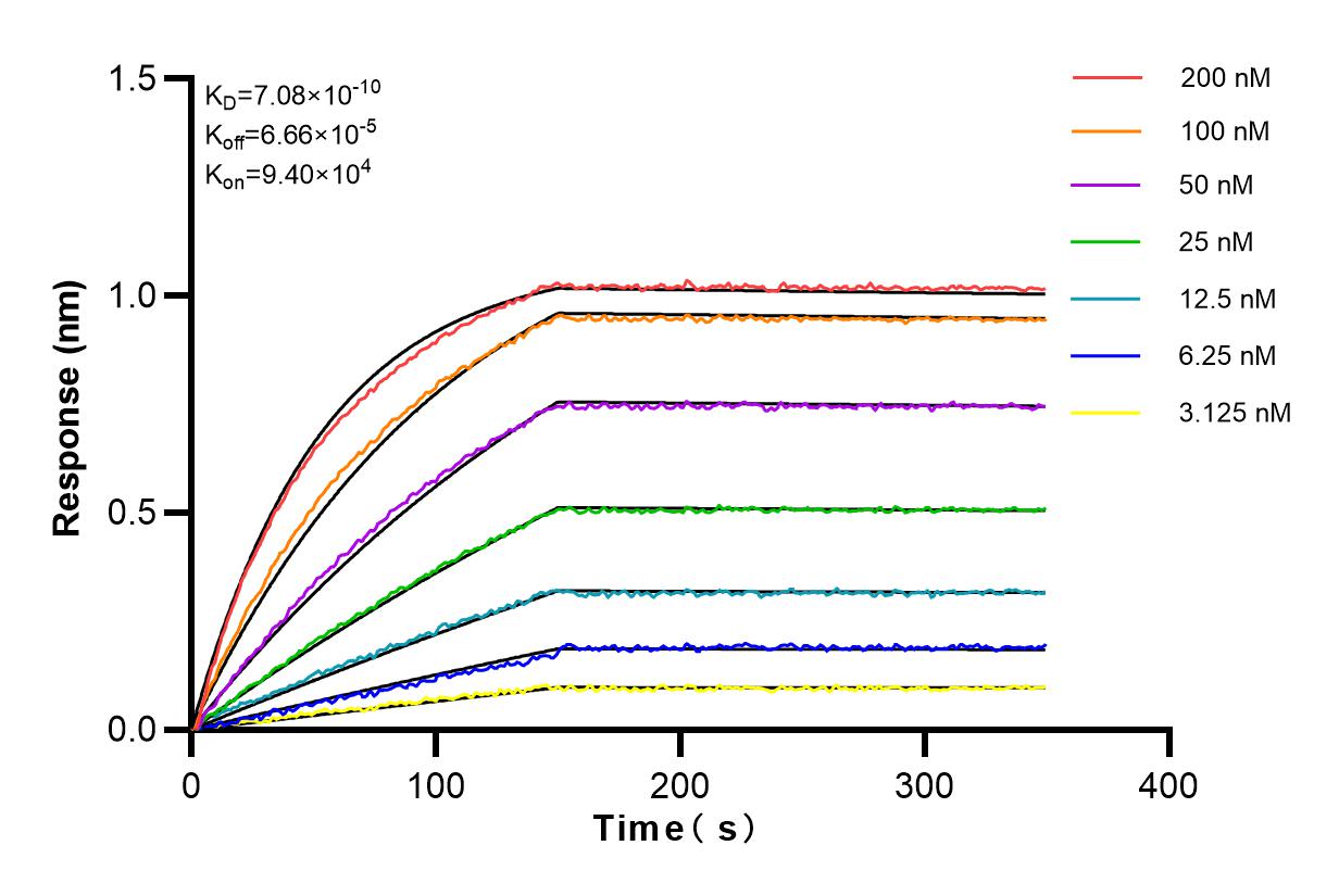 Affinity and Kinetic Characterization of 80762-1-RR