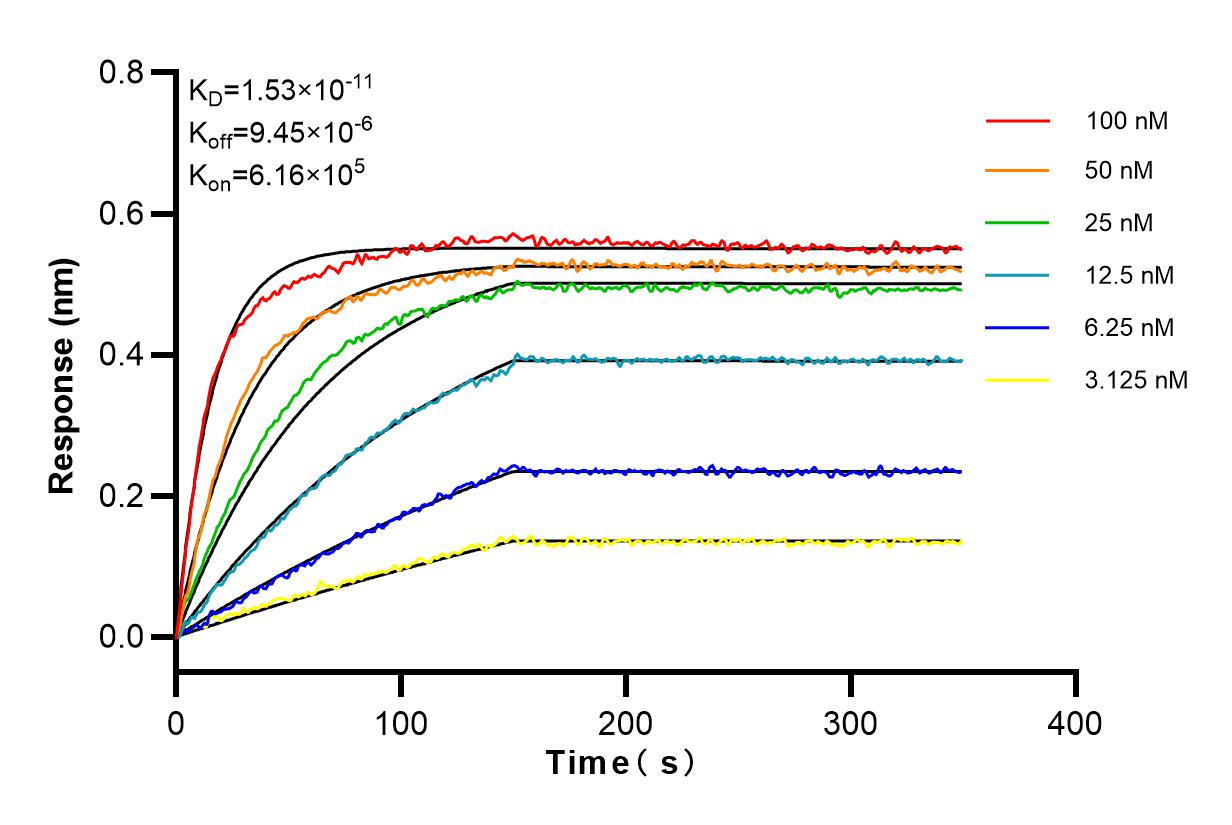 Affinity and Kinetic Characterization of 80801-2-RR