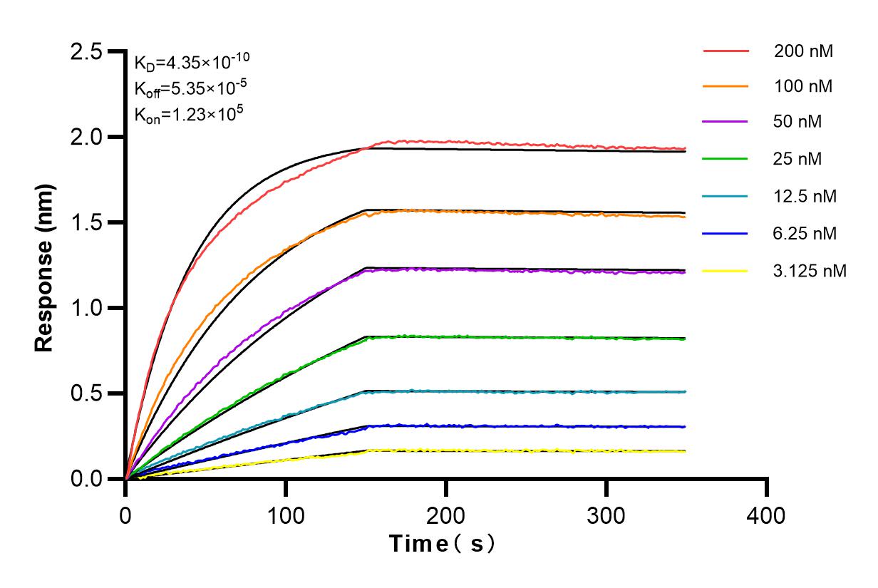 Affinity and Kinetic Characterization of 80821-2-RR