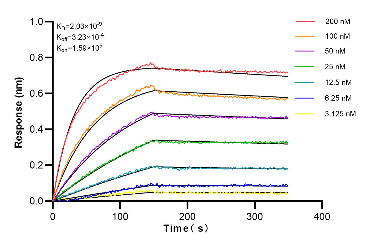 Affinity and Kinetic Characterization of 80845-1-RR