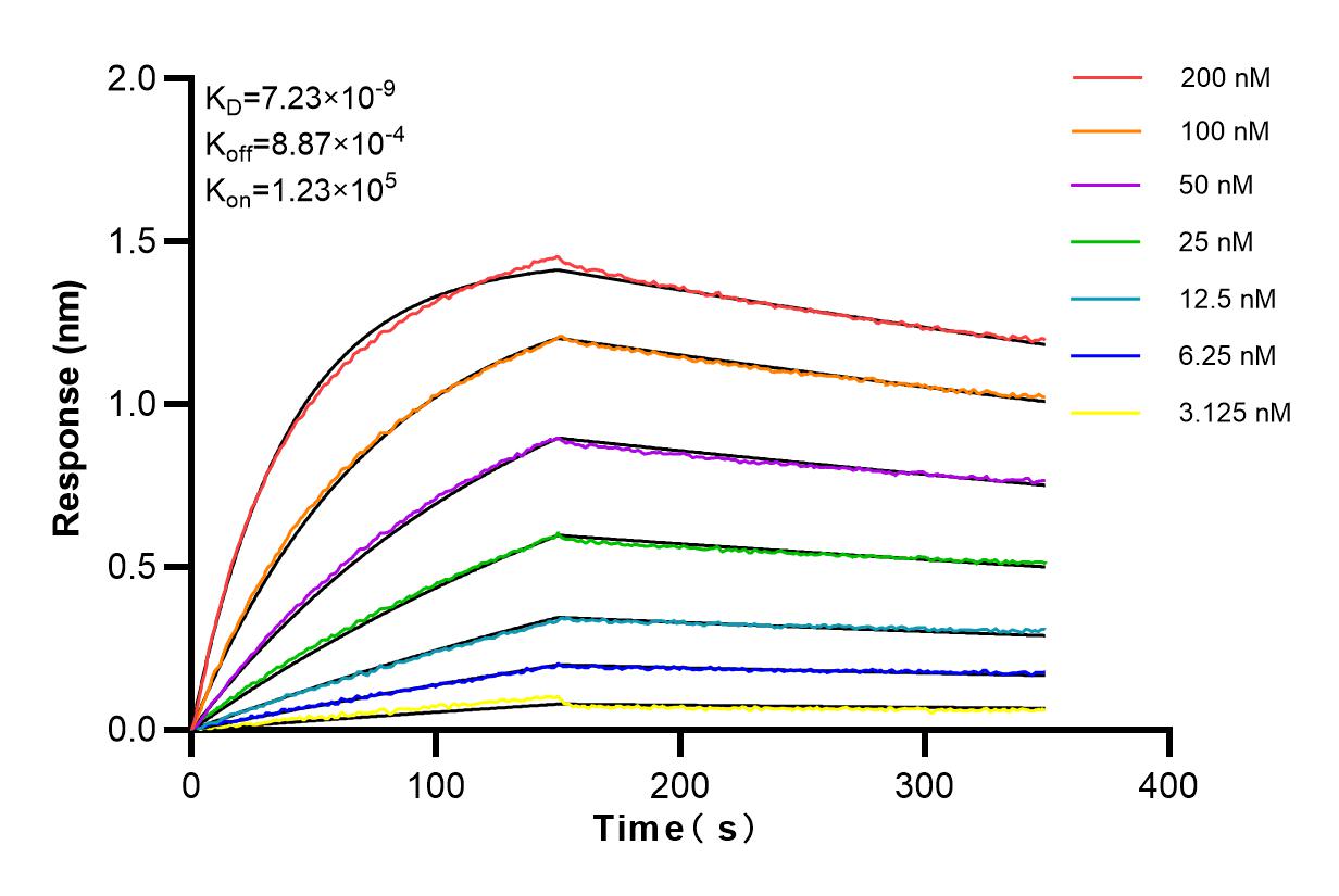 Affinity and Kinetic Characterization of 80876-2-RR