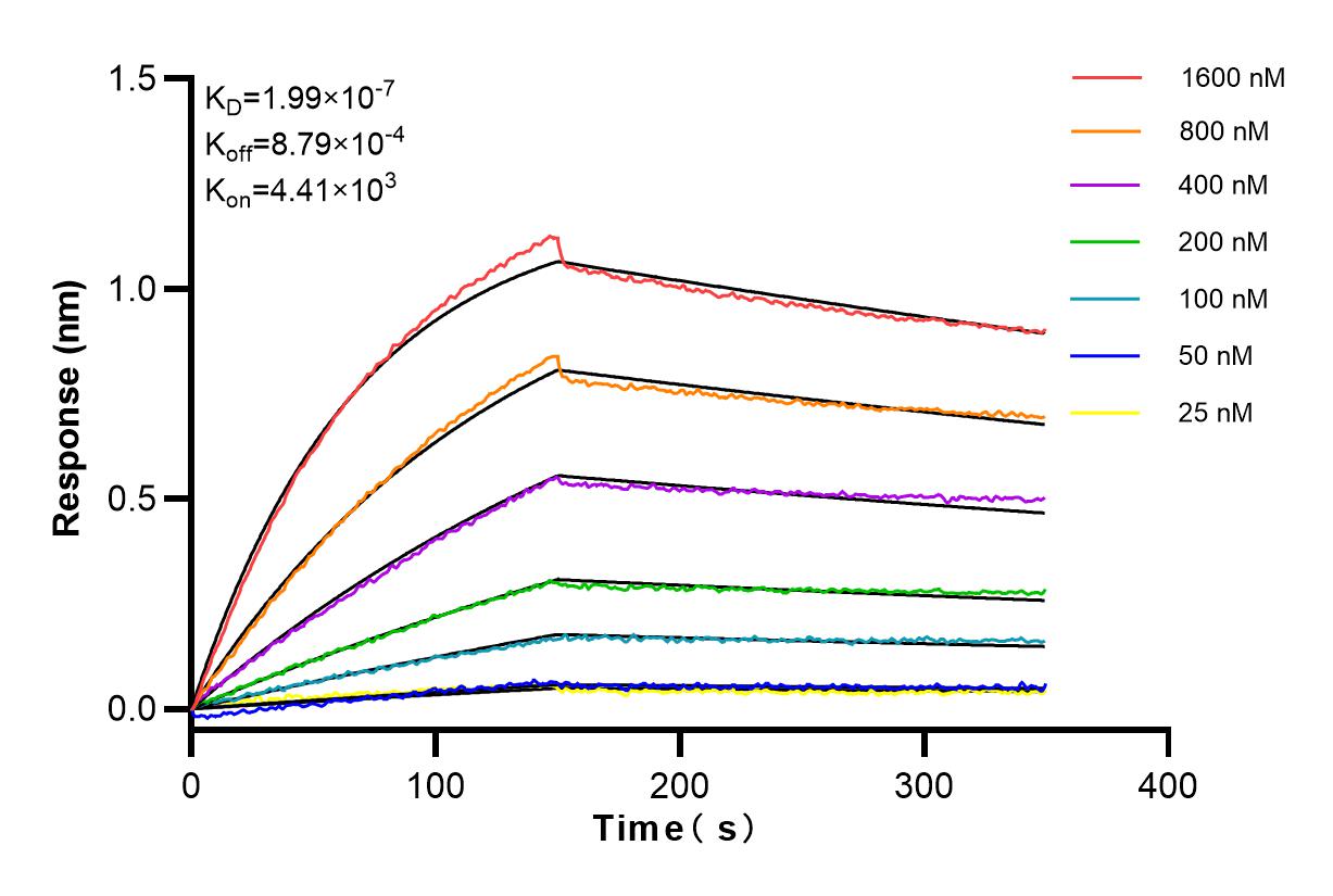 Affinity and Kinetic Characterization of 80912-4-RR