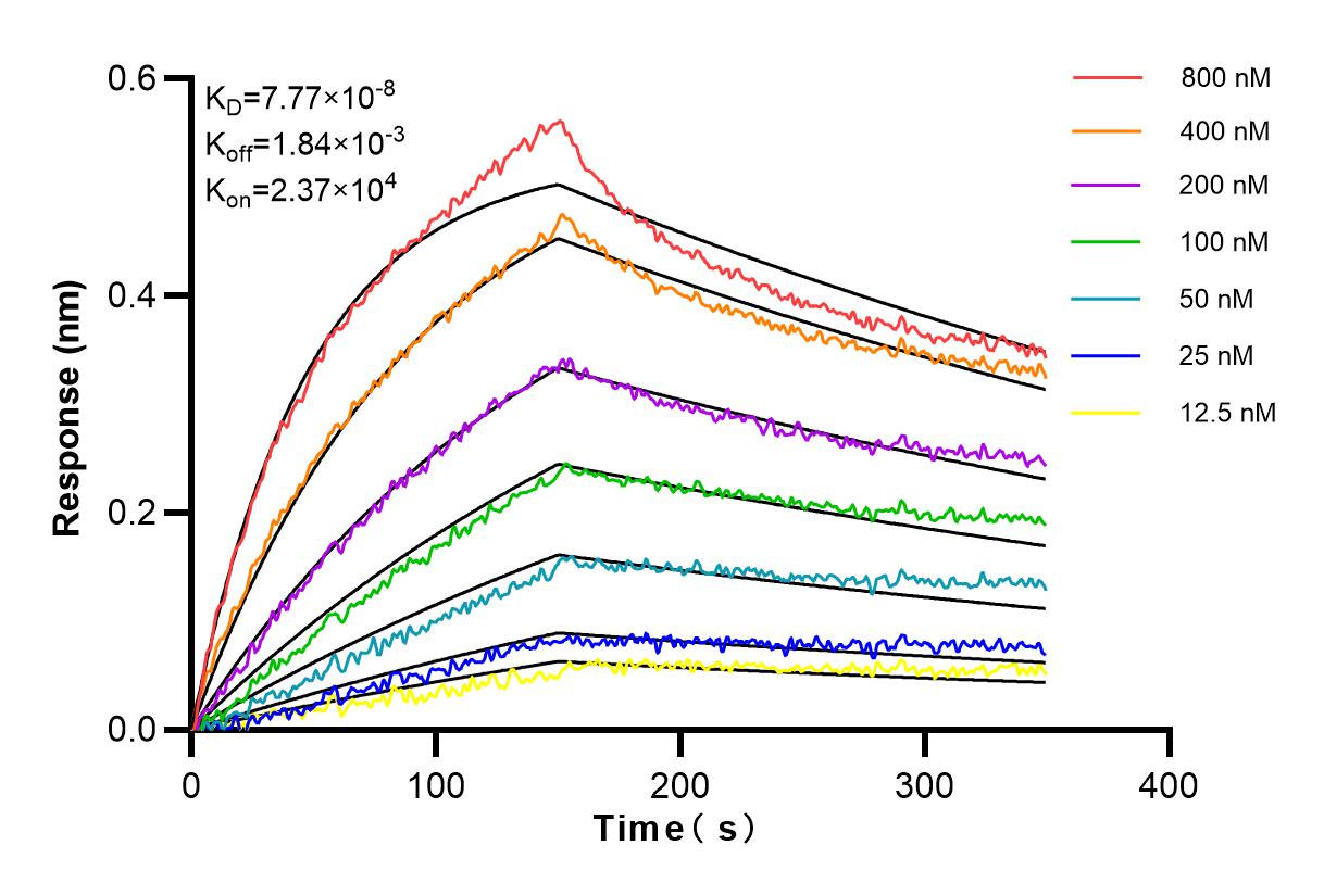 Affinity and Kinetic Characterization of 80932-1-RR