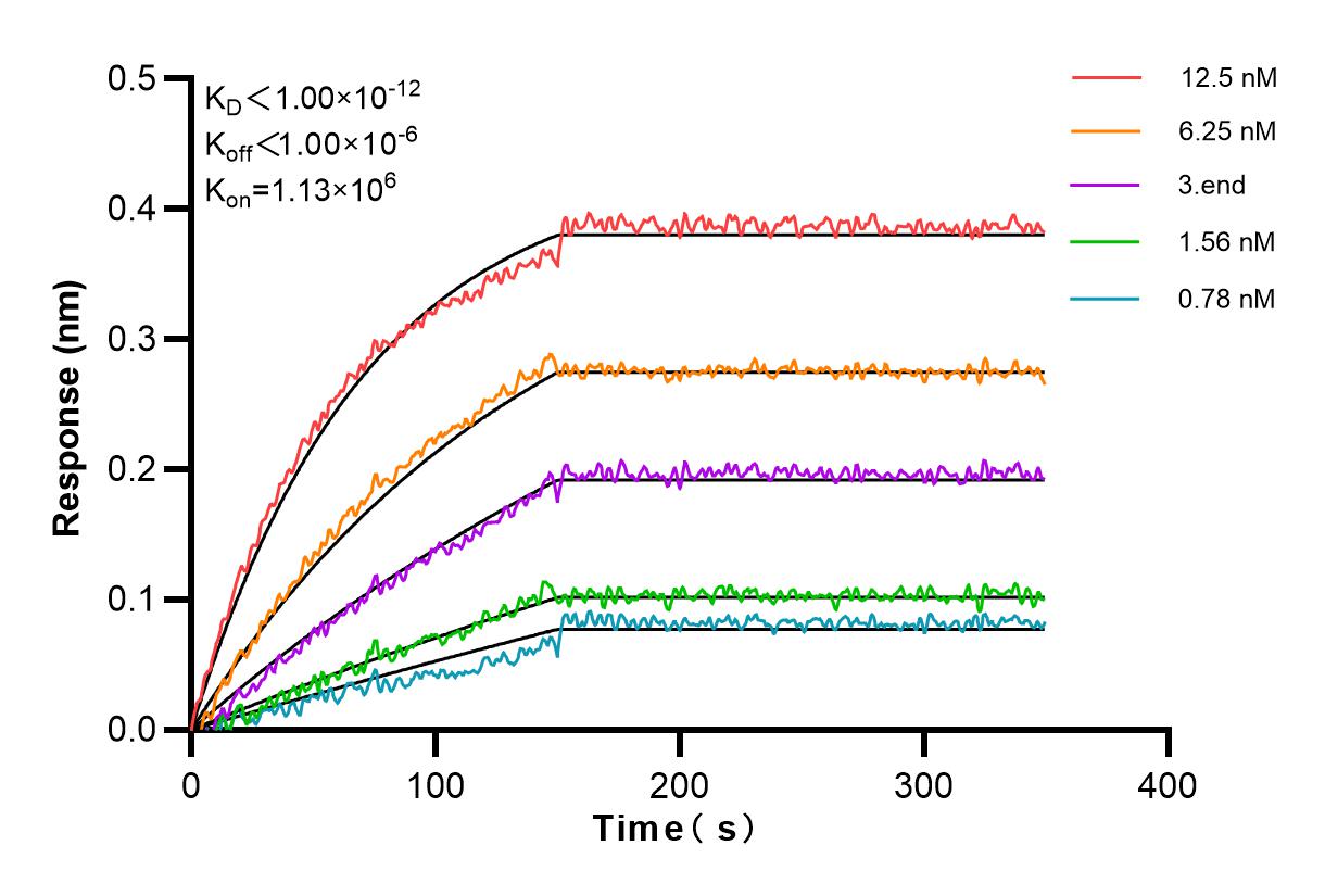 Affinity and Kinetic Characterization of 80933-1-RR