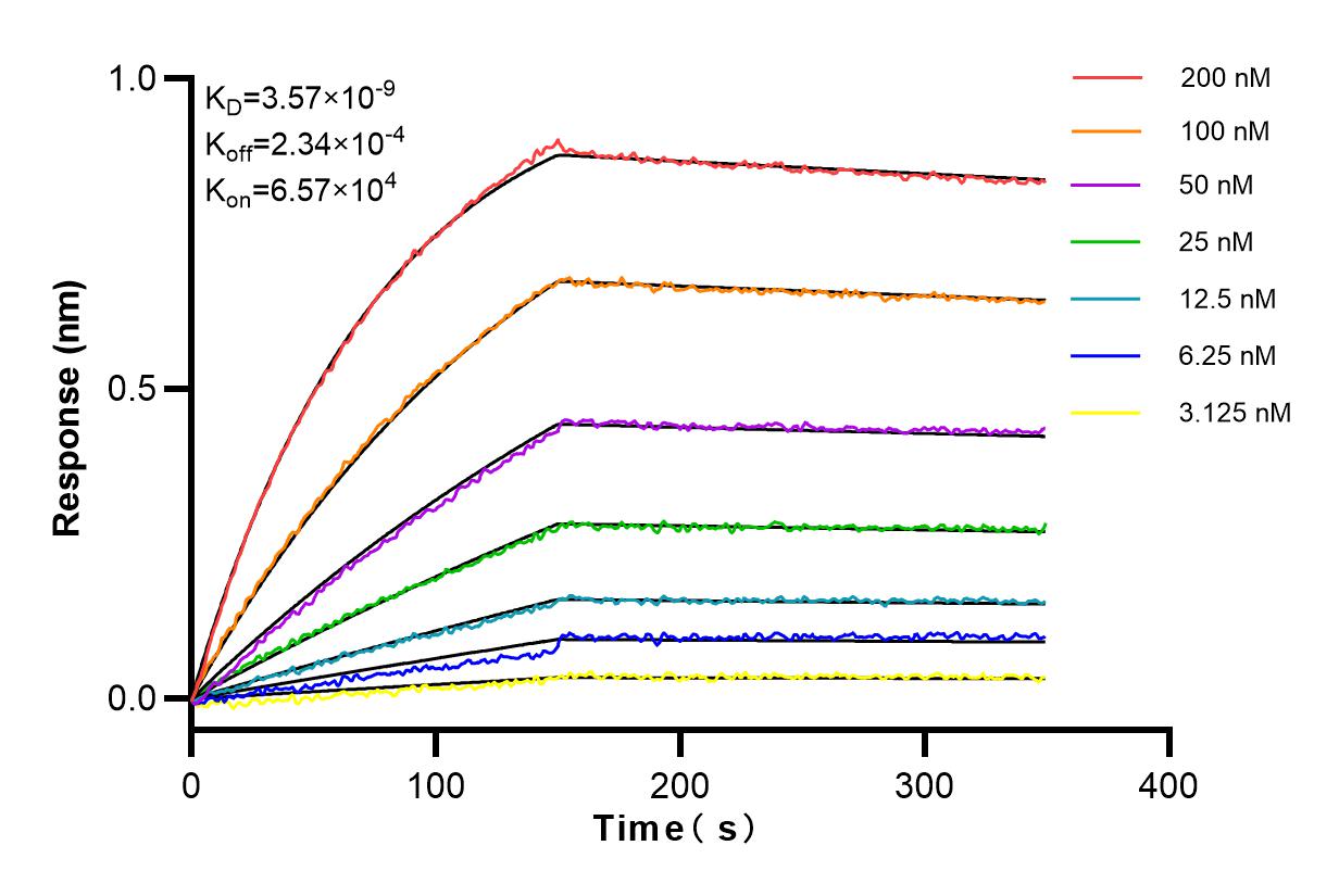 Affinity and Kinetic Characterization of 80979-1-RR