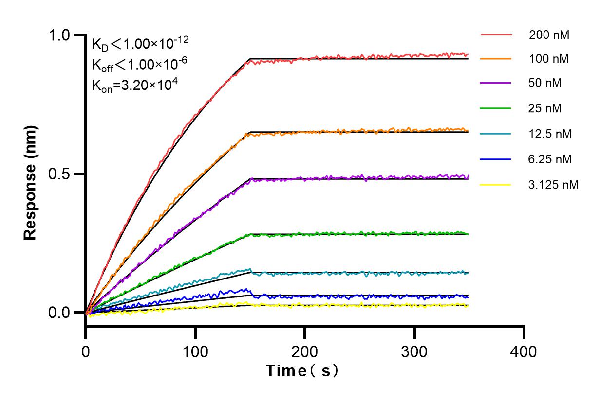 Affinity and Kinetic Characterization of 81079-1-RR