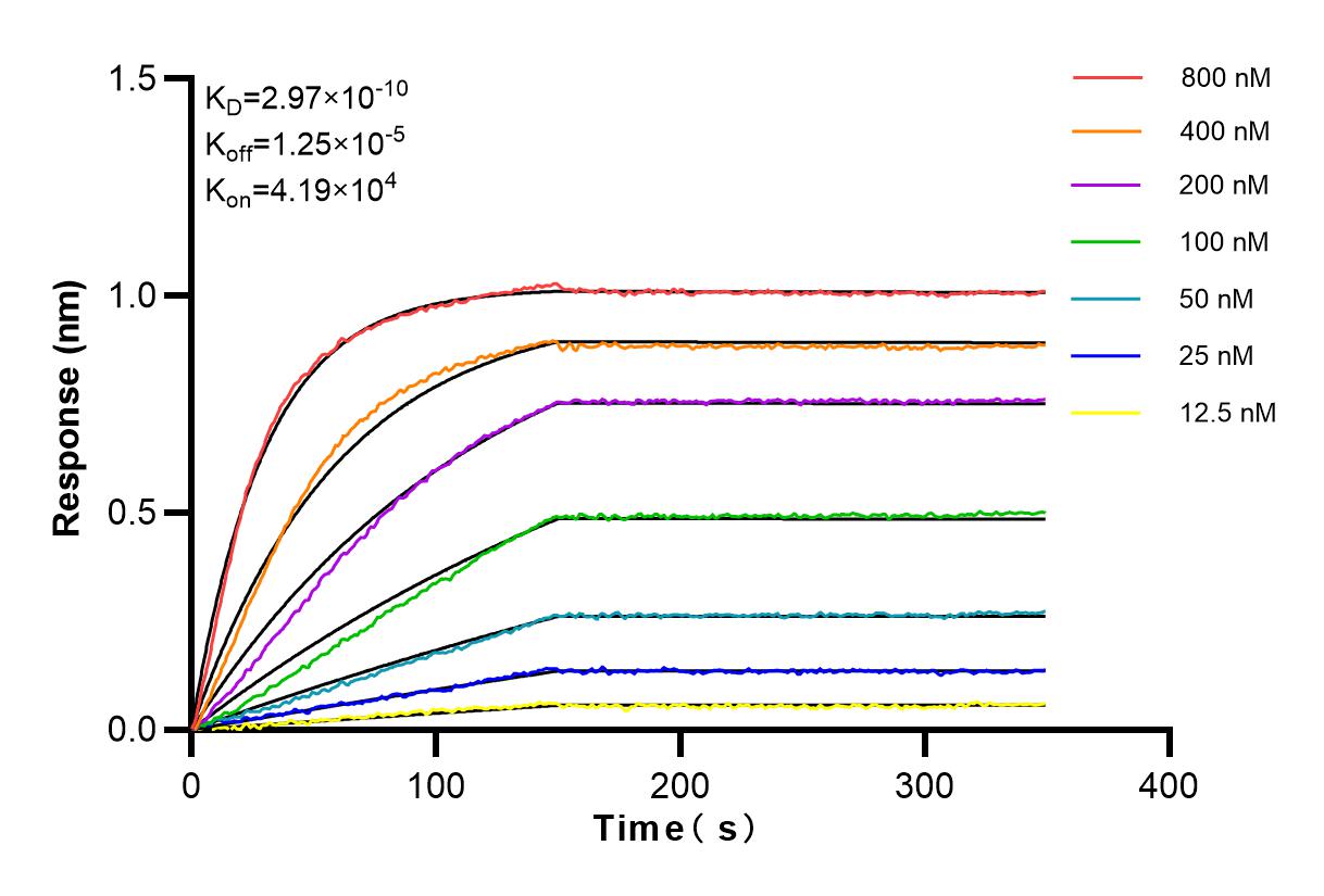 Affinity and Kinetic Characterization of 81204-1-RR