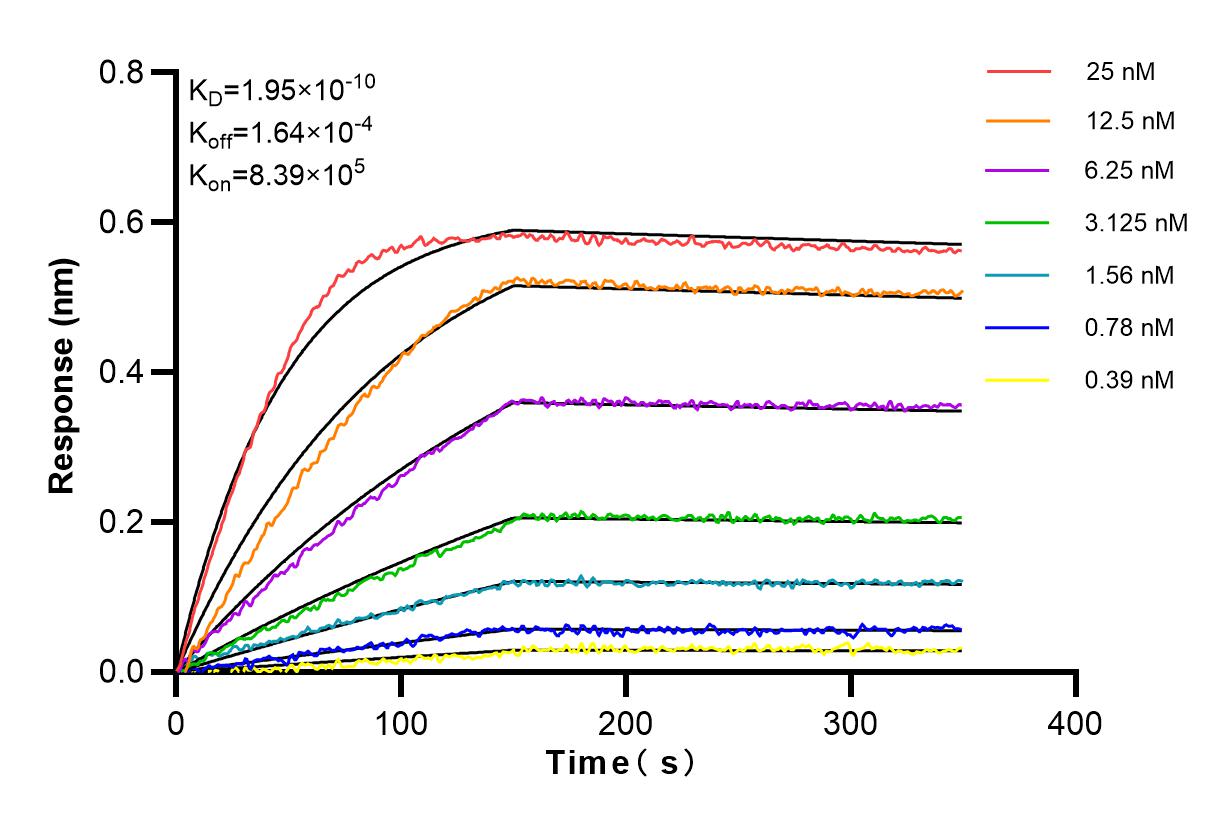 Affinity and Kinetic Characterization of 81225-1-RR