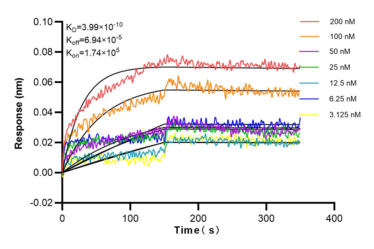 Affinity and Kinetic Characterization of 81435-2-RR