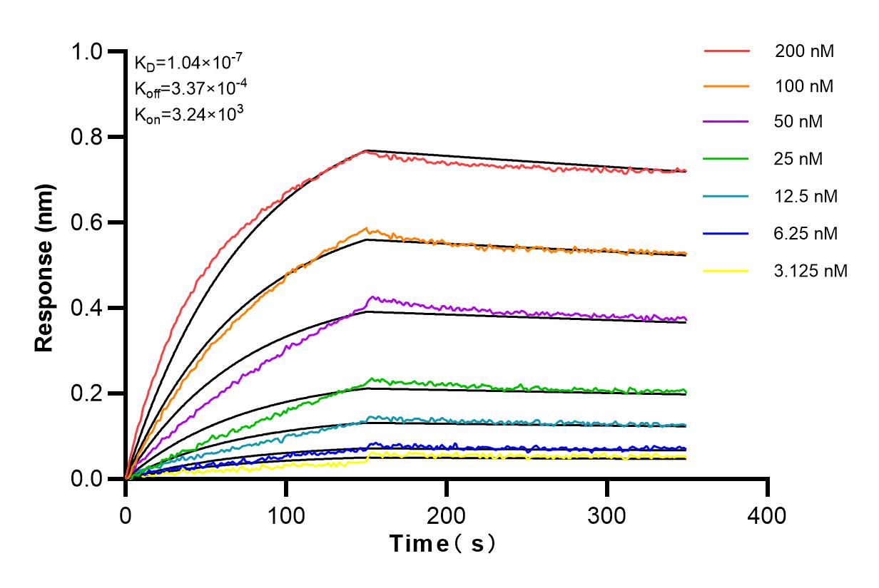 Affinity and Kinetic Characterization of 81462-1-RR