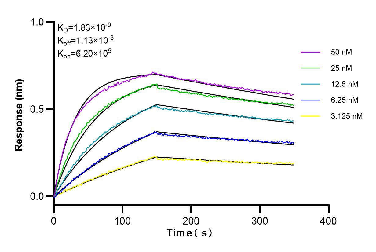 Affinity and Kinetic Characterization of 81468-5-RR