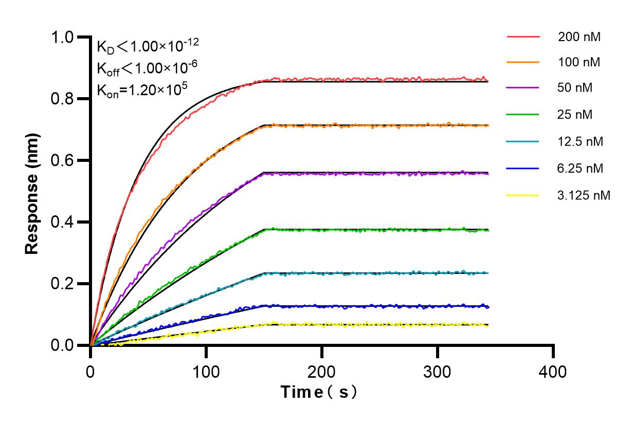 Affinity and Kinetic Characterization of 81474-5-RR