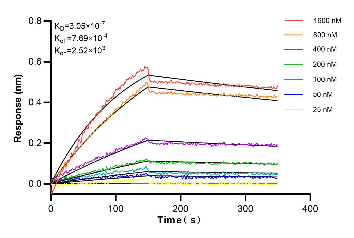 Affinity and Kinetic Characterization of 81482-1-RR