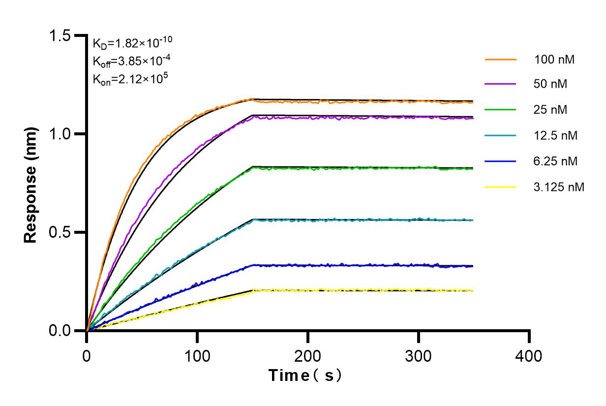 Affinity and Kinetic Characterization of 81486-1-RR