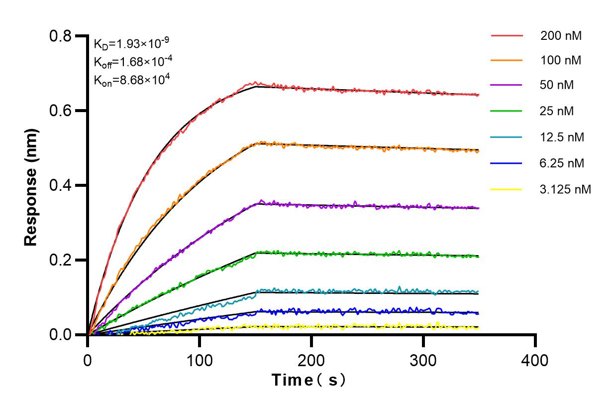 Affinity and Kinetic Characterization of 81609-1-RR