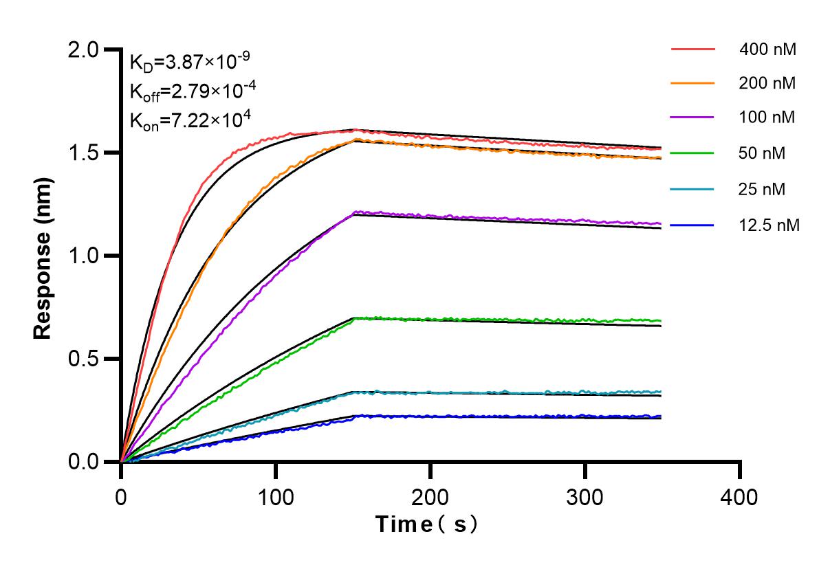 Affinity and Kinetic Characterization of 81610-1-RR