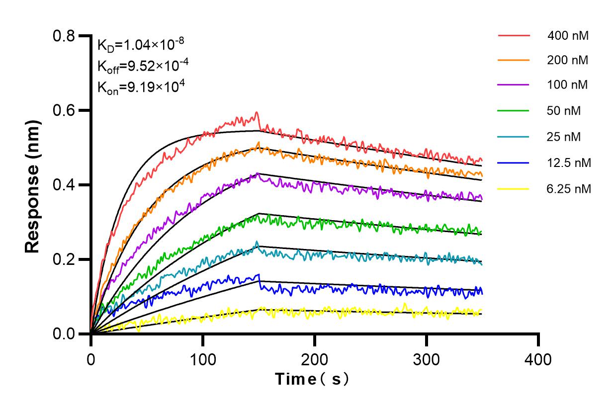 Affinity and Kinetic Characterization of 81640-5-RR