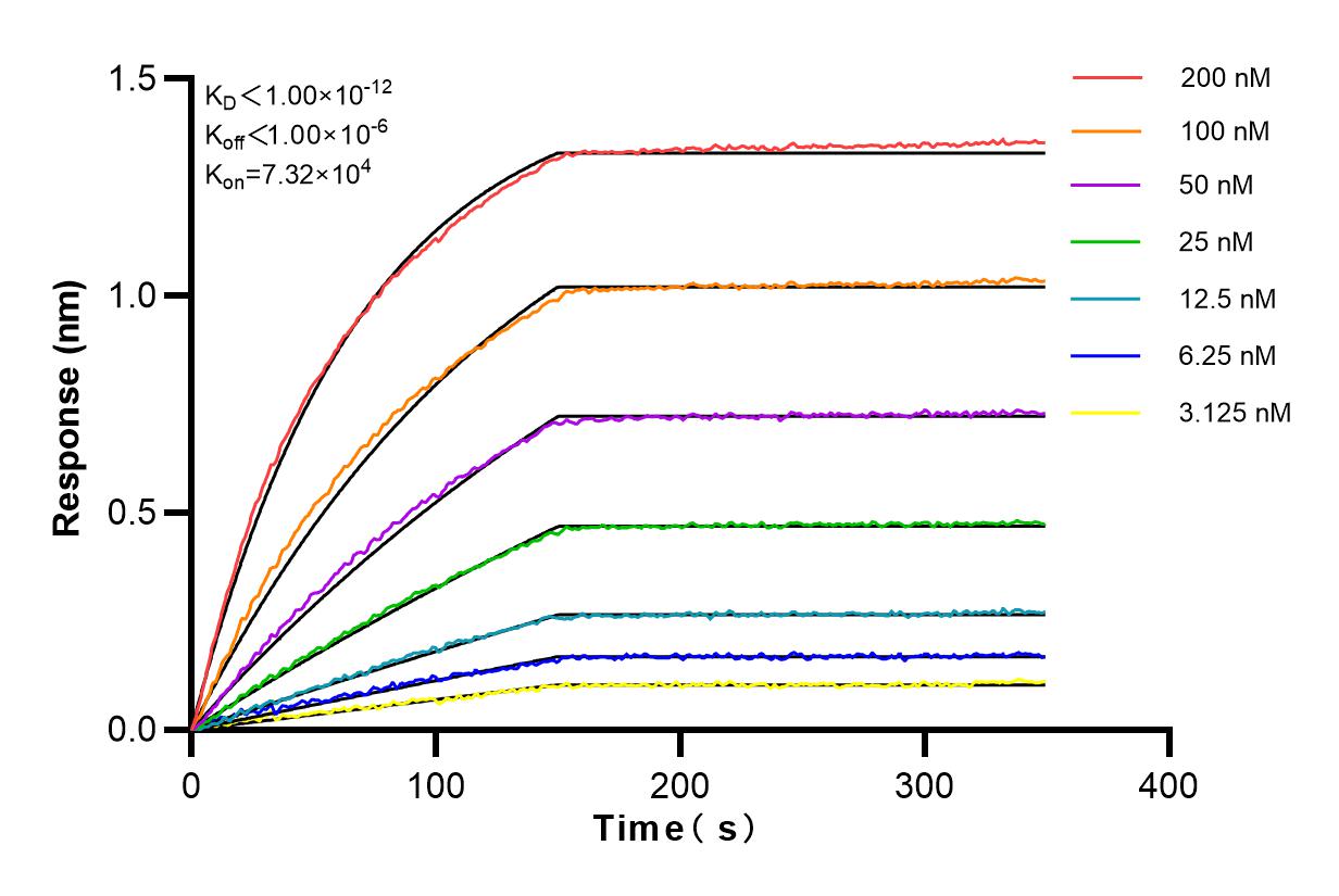 Affinity and Kinetic Characterization of 81768-1-RR