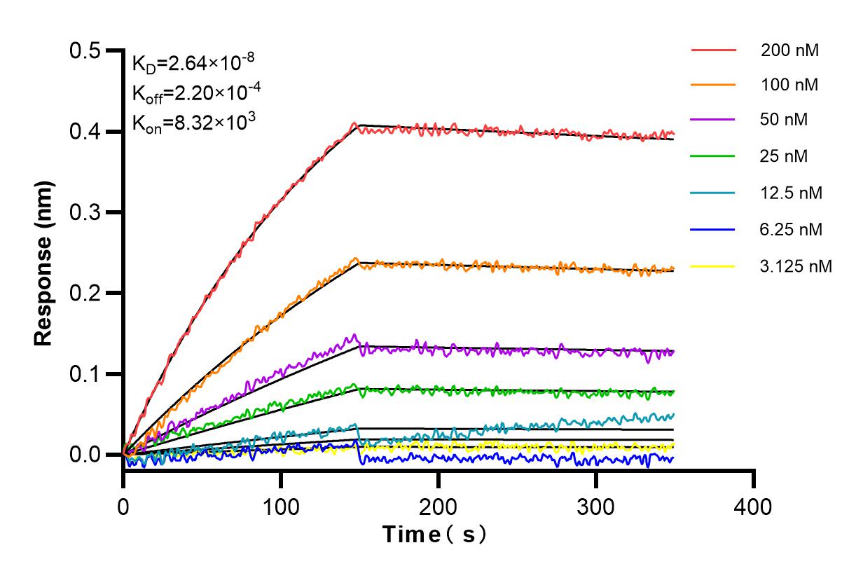 Affinity and Kinetic Characterization of 81778-1-RR