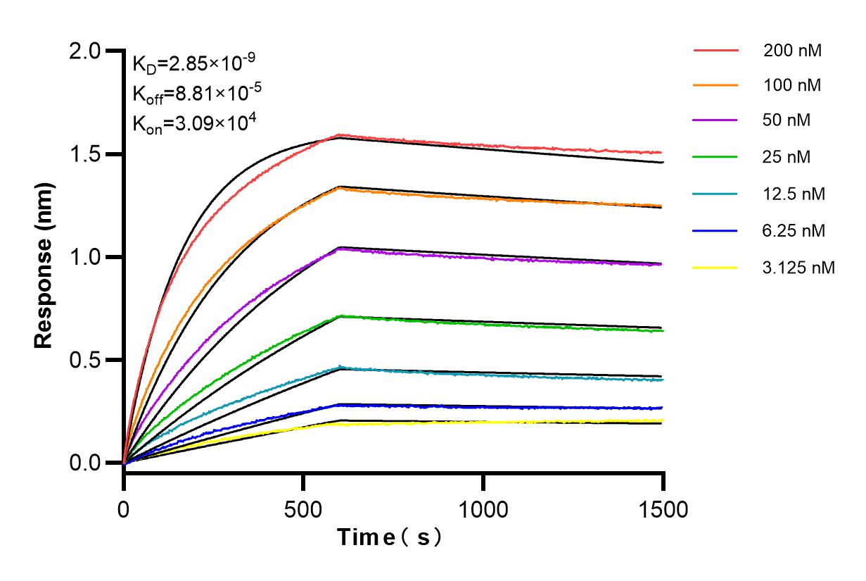 Affinity and Kinetic Characterization of 81793-2-RR