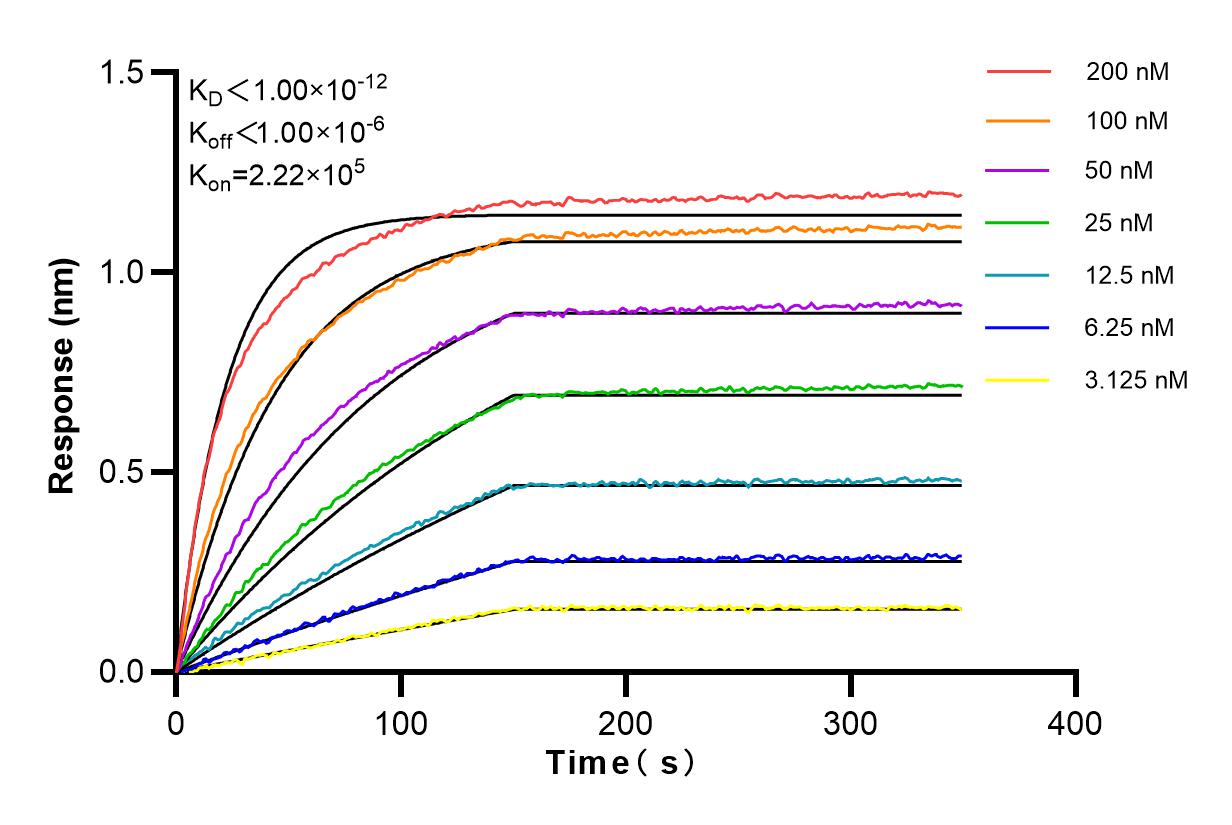 Affinity and Kinetic Characterization of 81798-2-RR