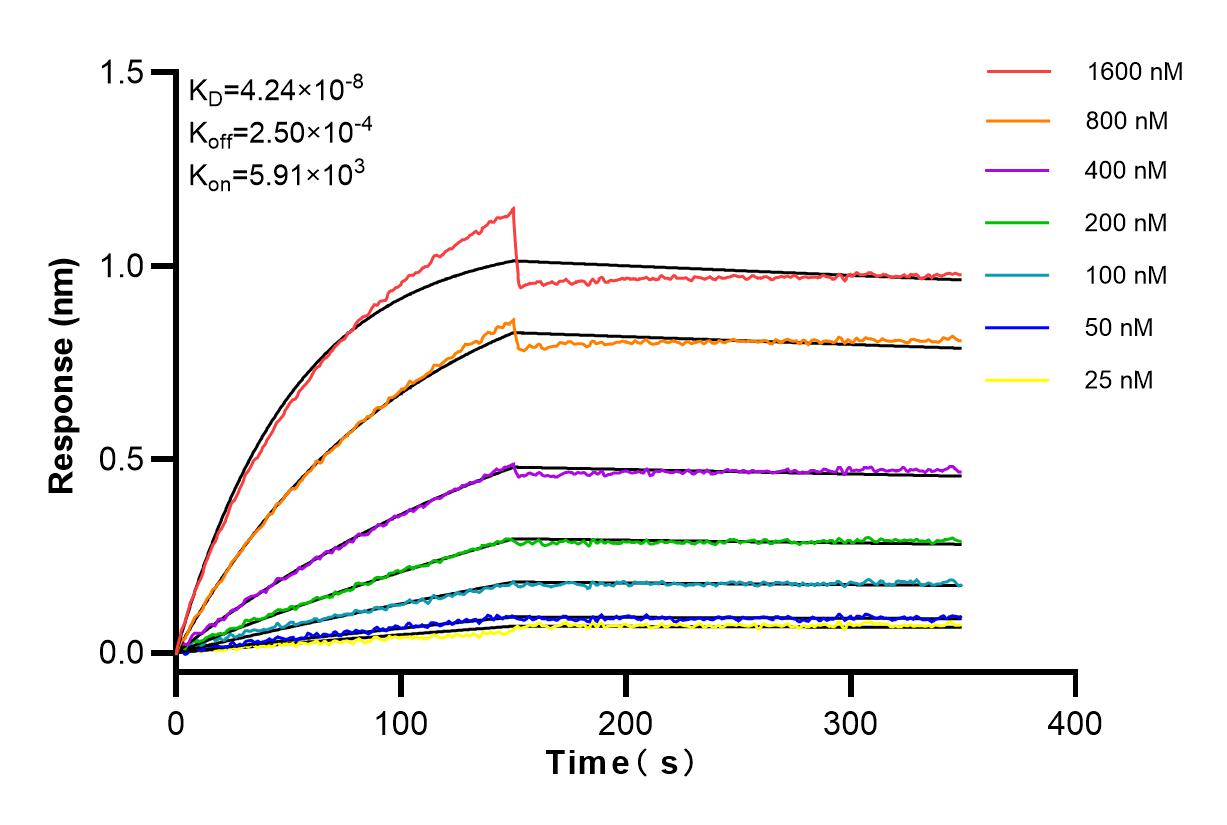 Affinity and Kinetic Characterization of 81803-1-RR