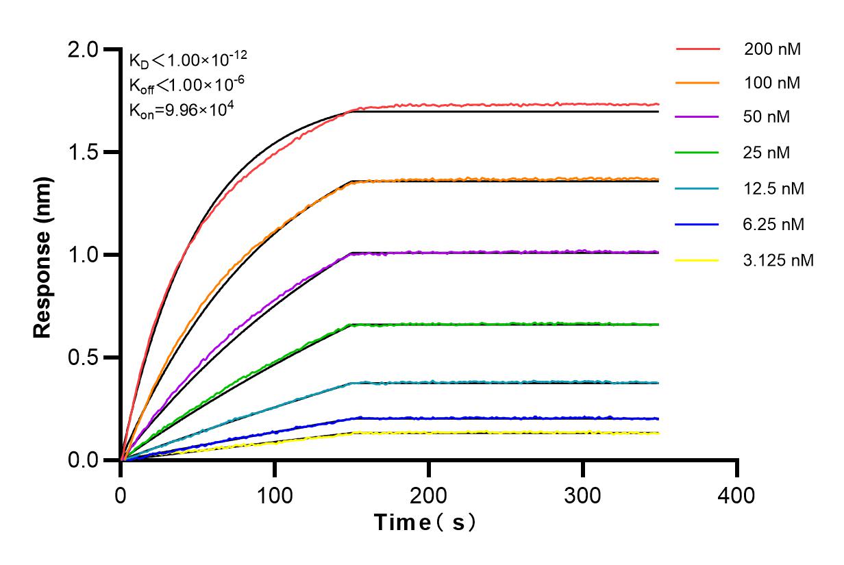 Affinity and Kinetic Characterization of 81805-1-RR