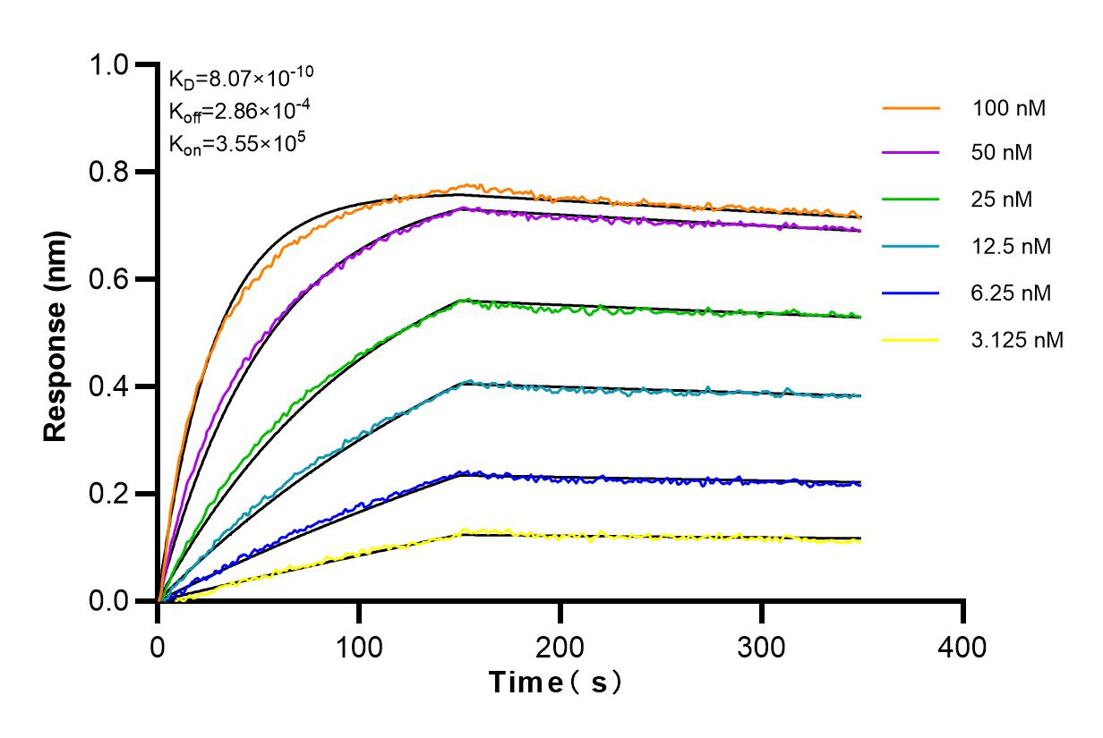 Affinity and Kinetic Characterization of 81820-2-RR