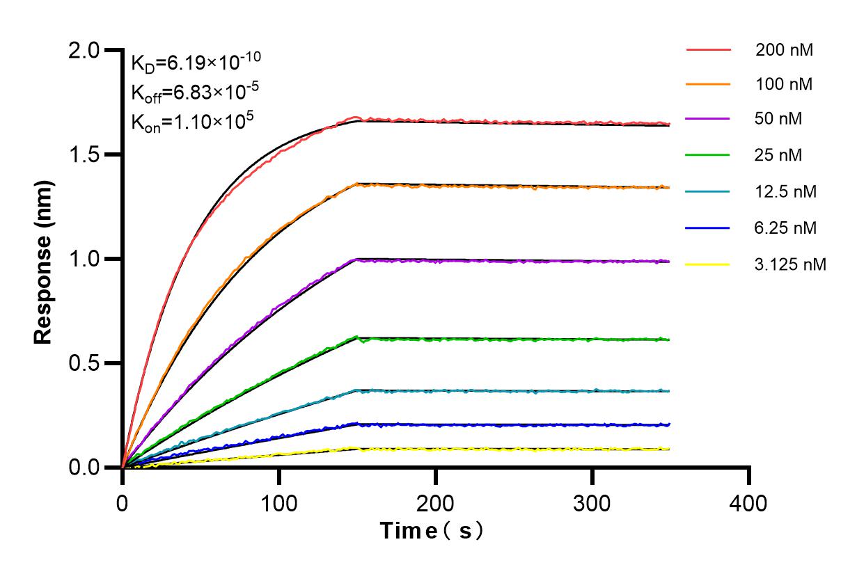 Affinity and Kinetic Characterization of 81835-2-RR