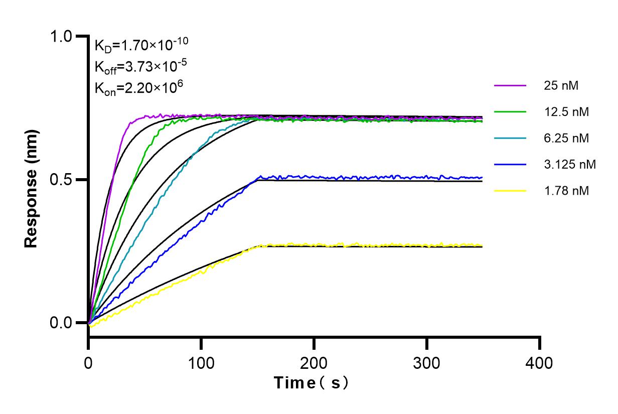 Affinity and Kinetic Characterization of 81857-1-RR