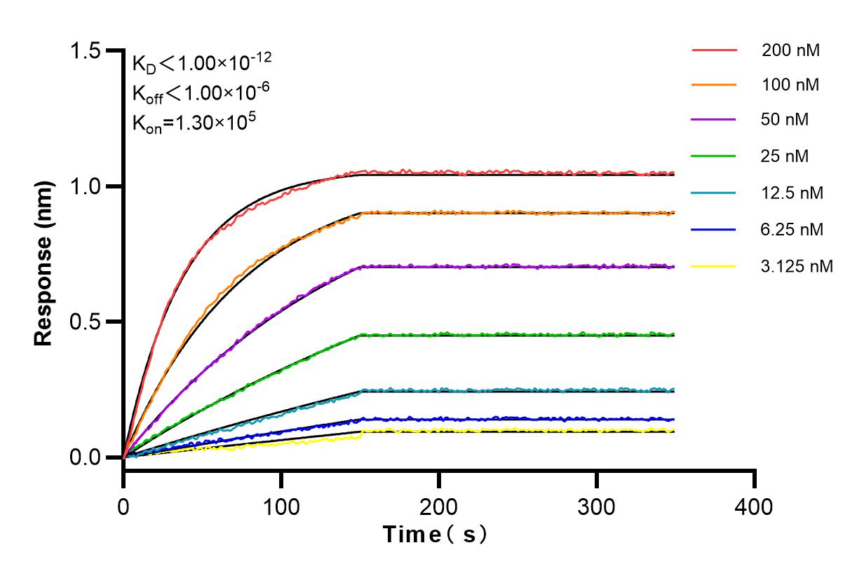 Affinity and Kinetic Characterization of 81899-1-RR