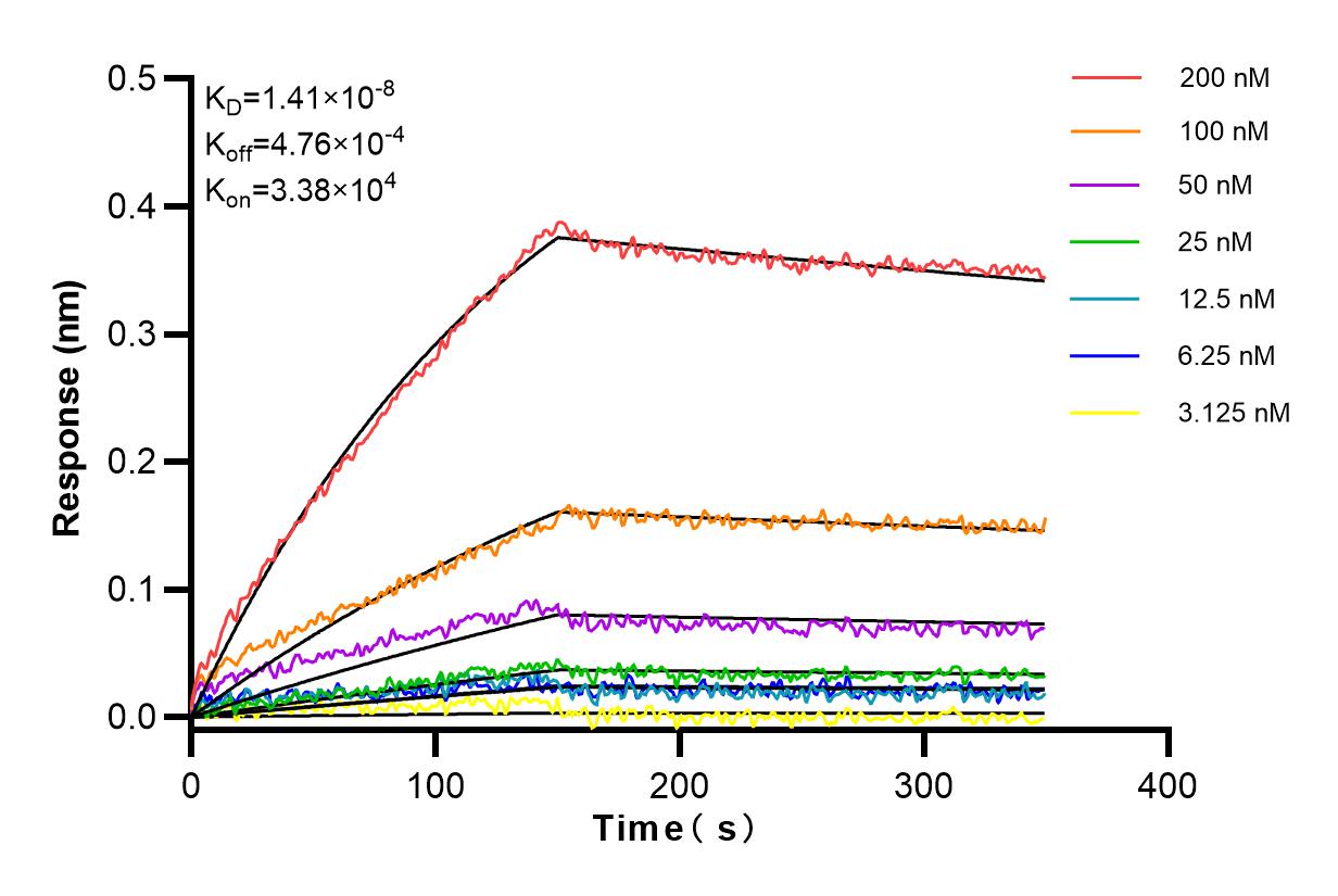 Affinity and Kinetic Characterization of 81984-2-RR