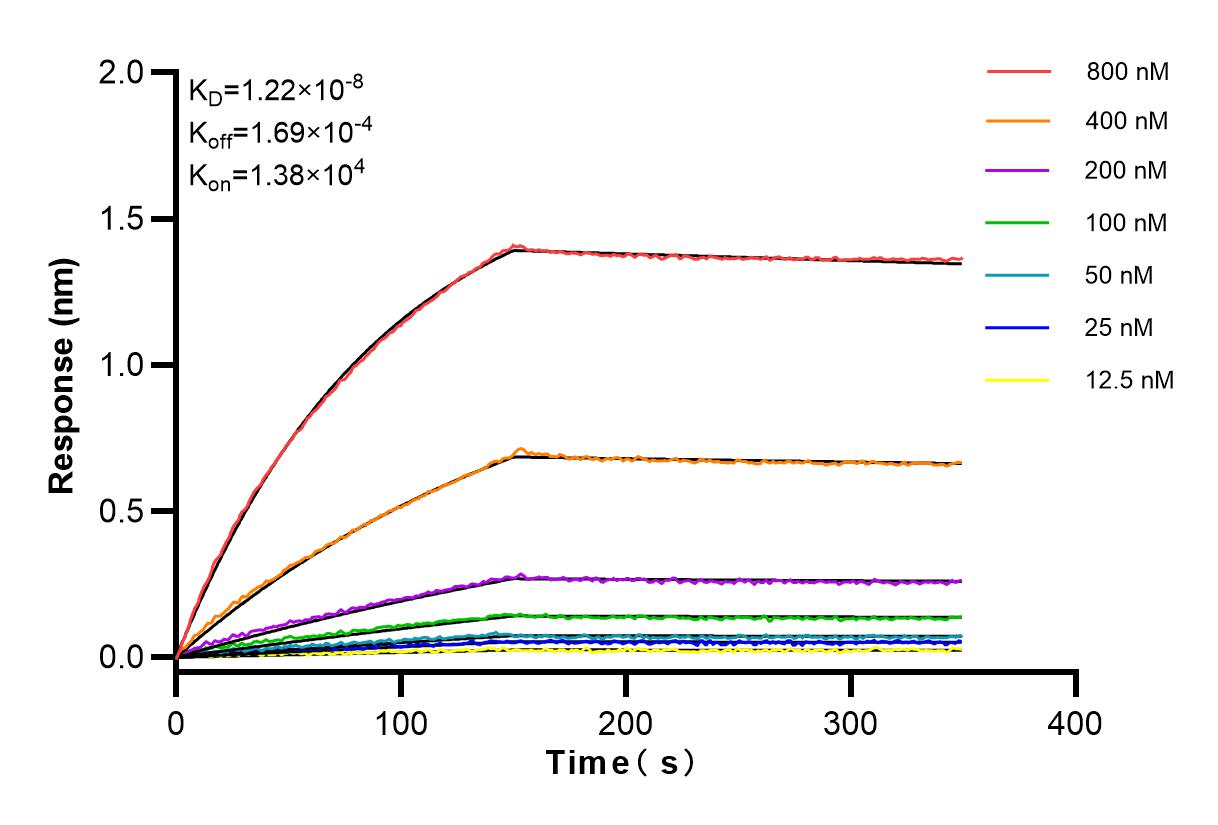 Affinity and Kinetic Characterization of 81984-2-RR