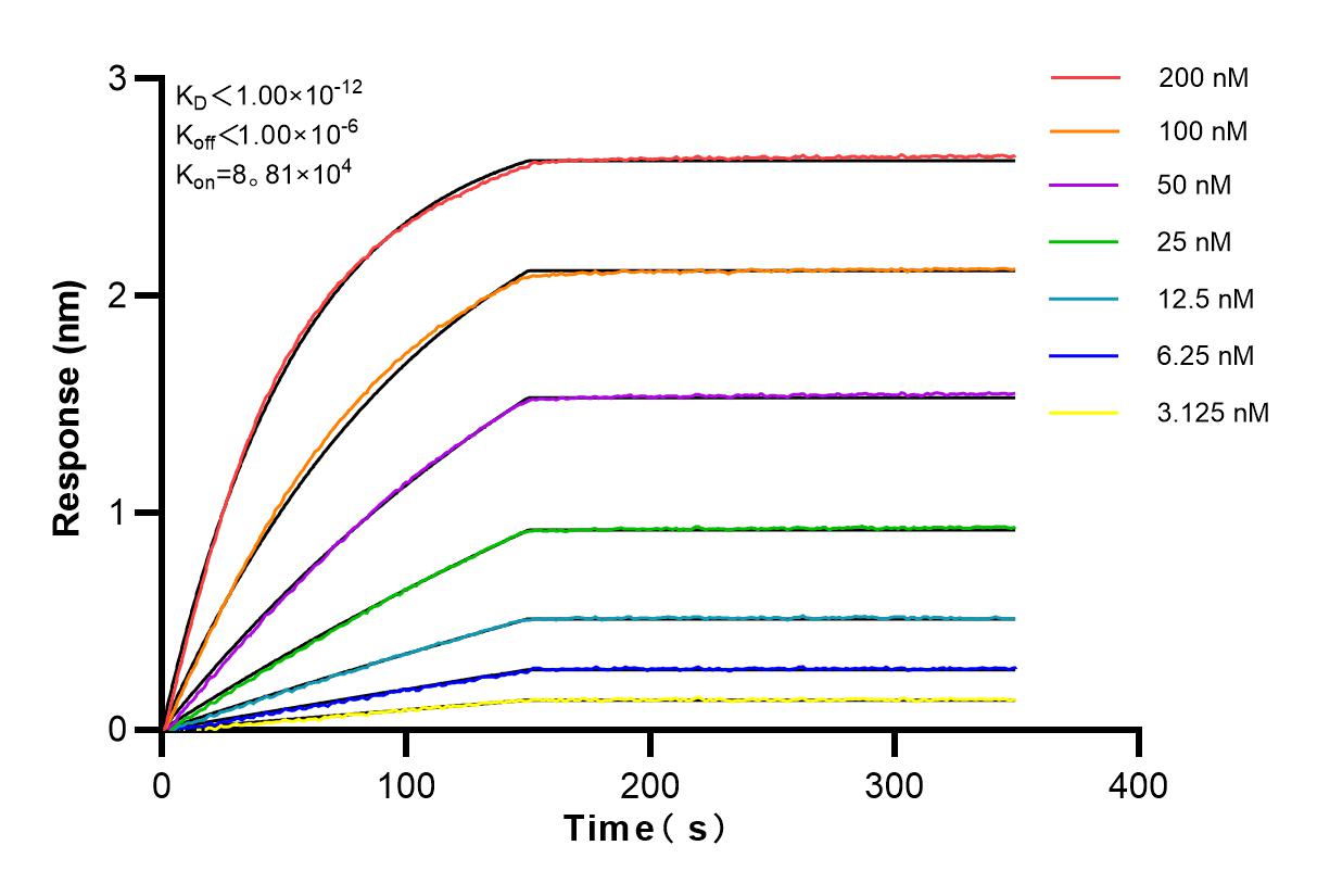 Affinity and Kinetic Characterization of 82009-1-RR