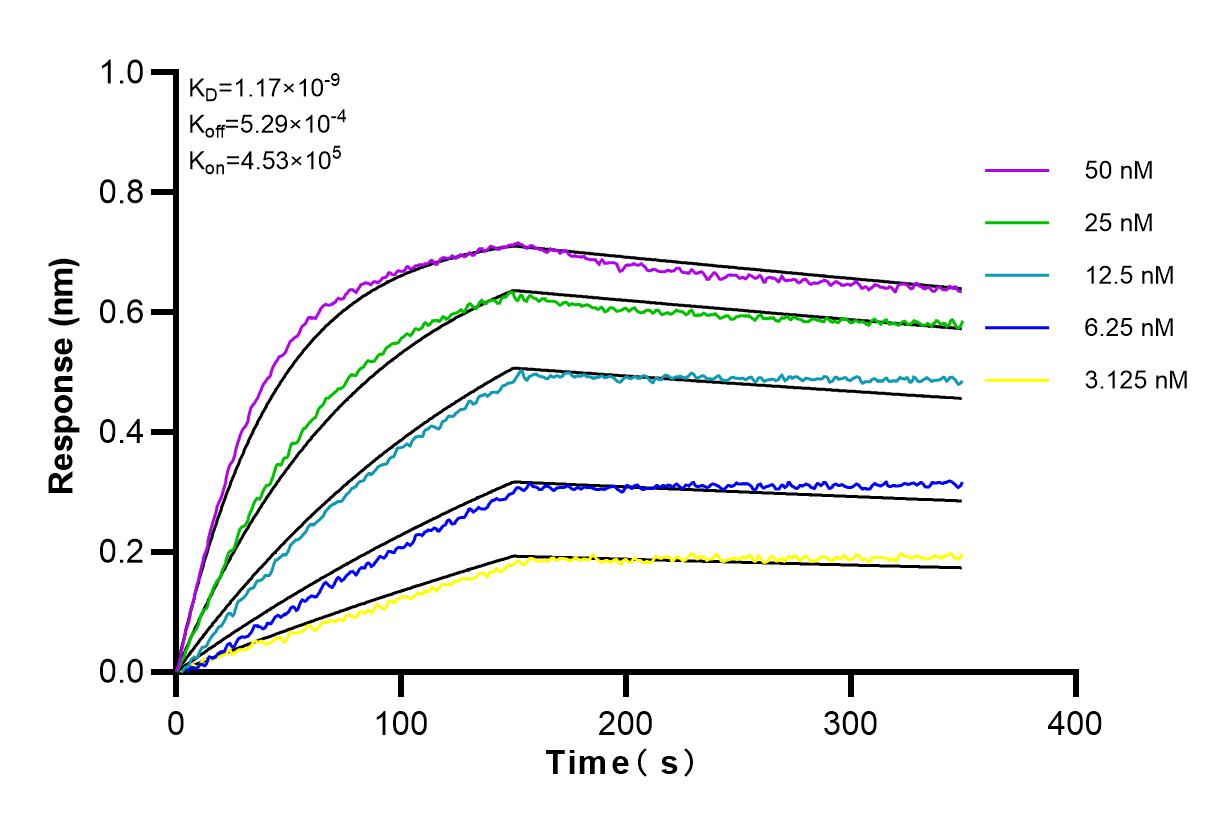 Affinity and Kinetic Characterization of 82024-1-RR