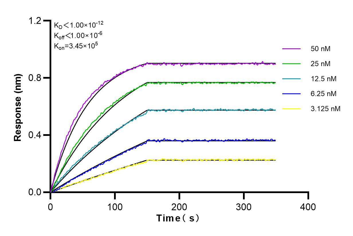 Affinity and Kinetic Characterization of 82083-1-RR