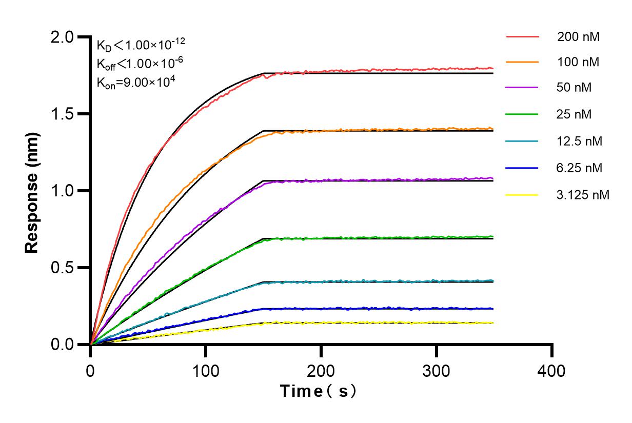 Affinity and Kinetic Characterization of 82128-1-RR