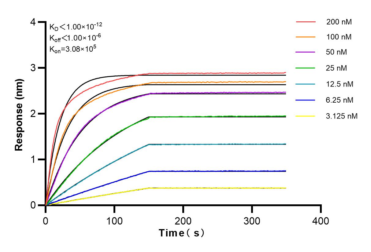 Affinity and Kinetic Characterization of 82137-1-RR