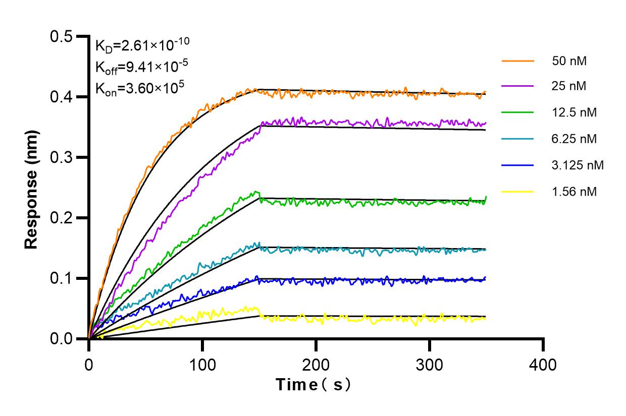 Affinity and Kinetic Characterization of 82210-1-RR