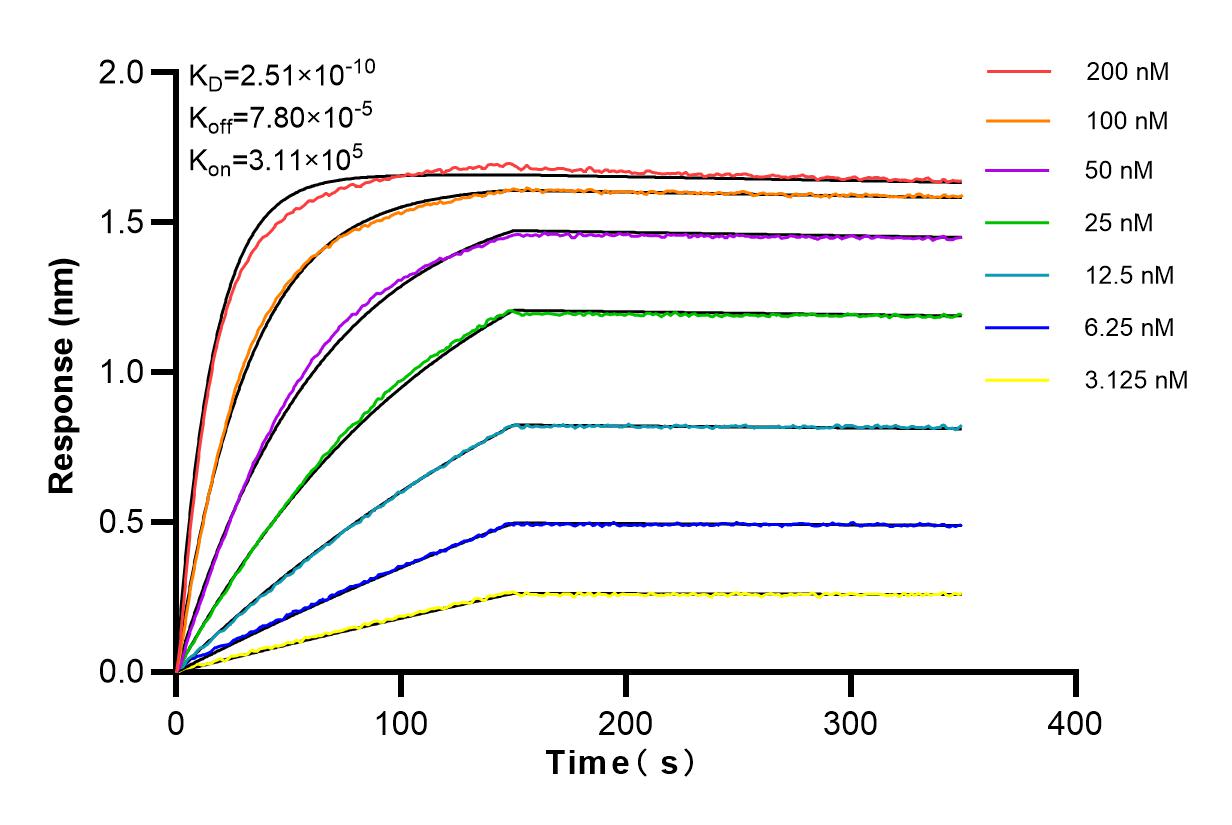 Affinity and Kinetic Characterization of 82248-1-RR