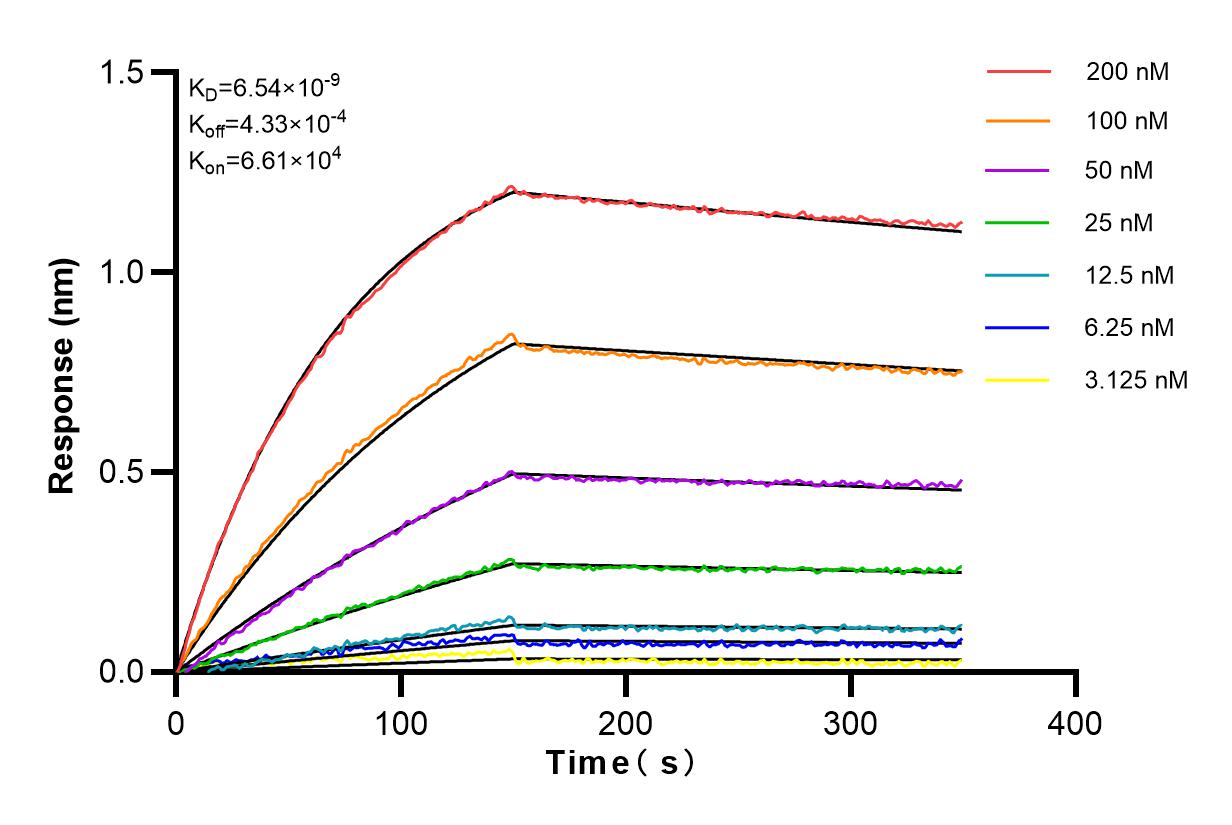 Affinity and Kinetic Characterization of 82259-1-RR