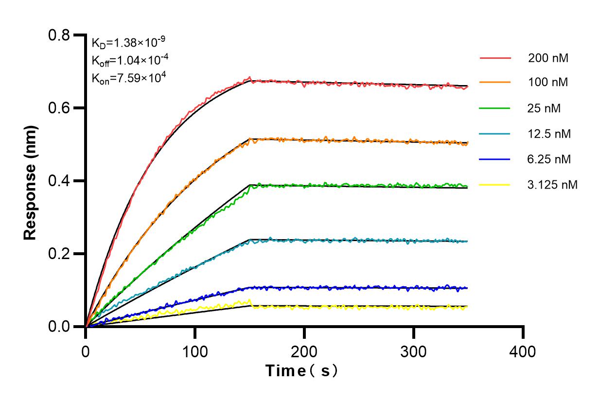 Affinity and Kinetic Characterization of 82284-1-RR