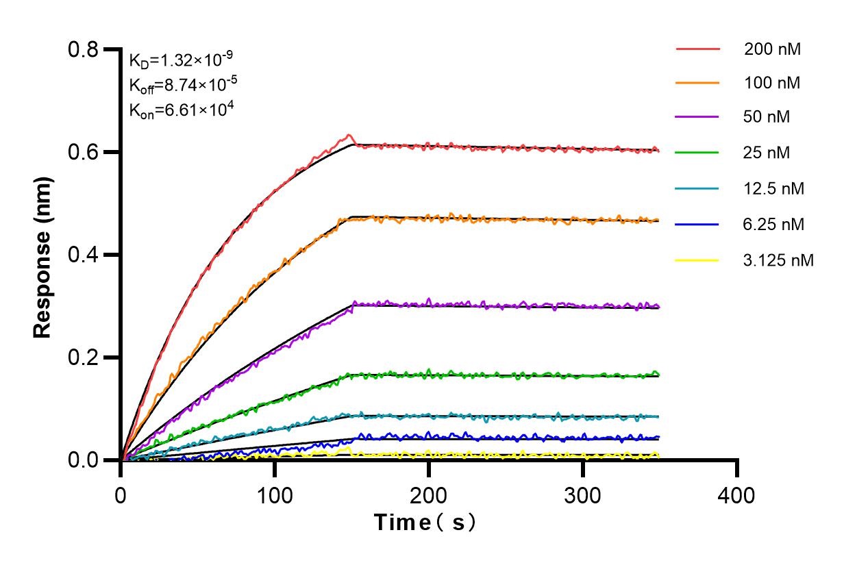 Affinity and Kinetic Characterization of 82441-1-RR