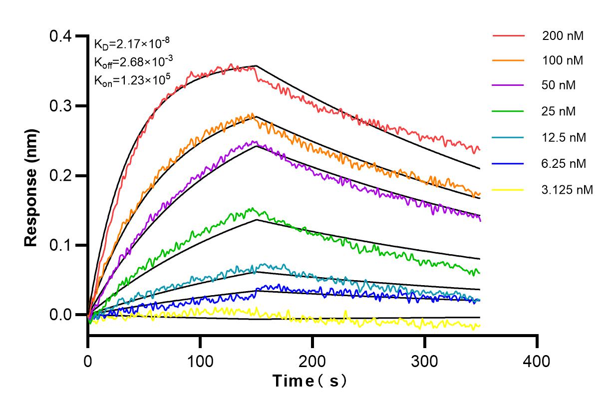 Affinity and Kinetic Characterization of 82474-1-RR