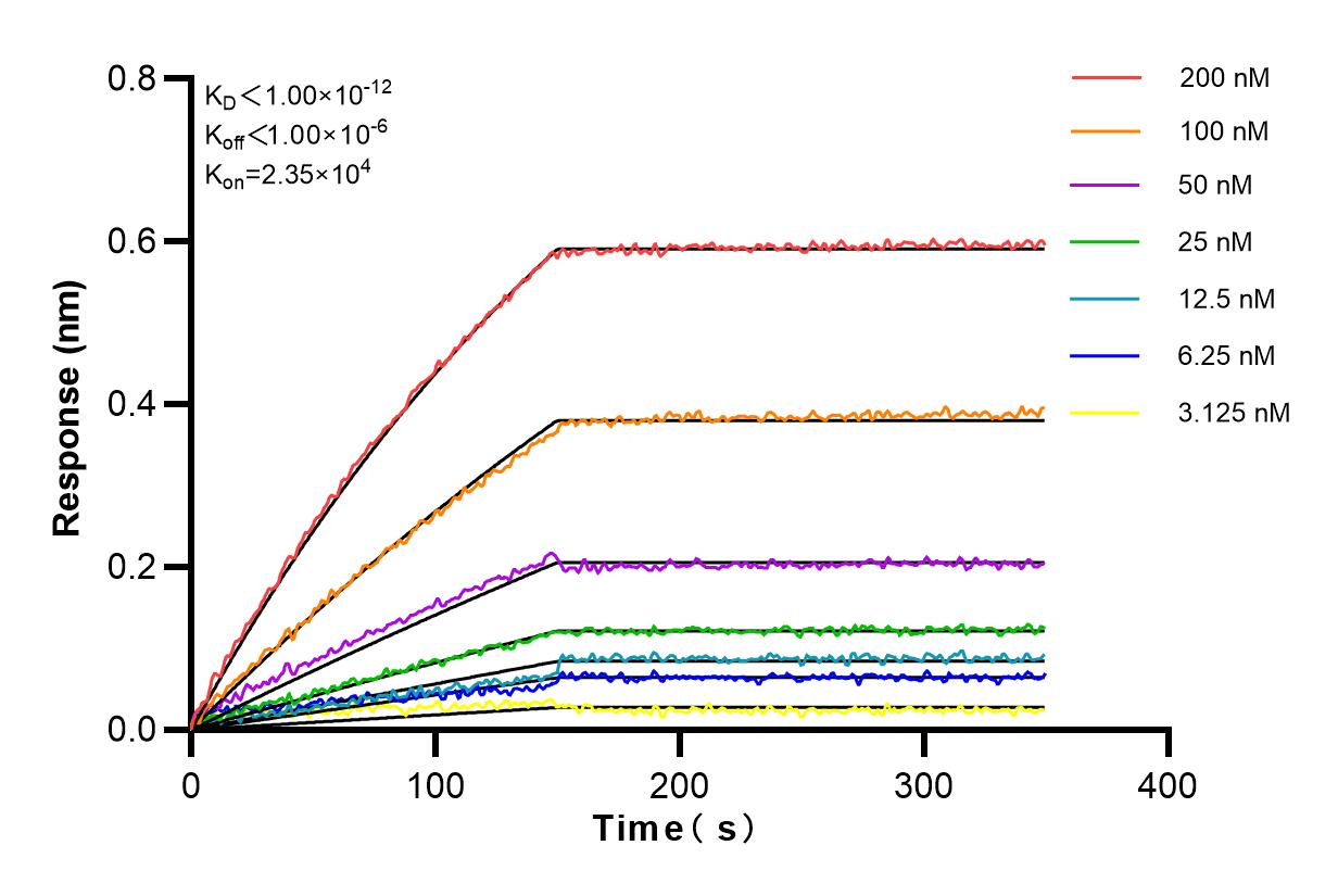 Affinity and Kinetic Characterization of 82503-1-RR