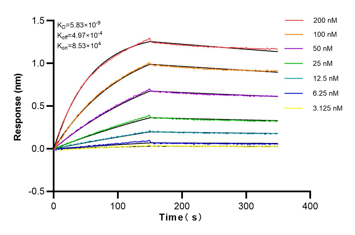 Affinity and Kinetic Characterization of 82512-1-RR