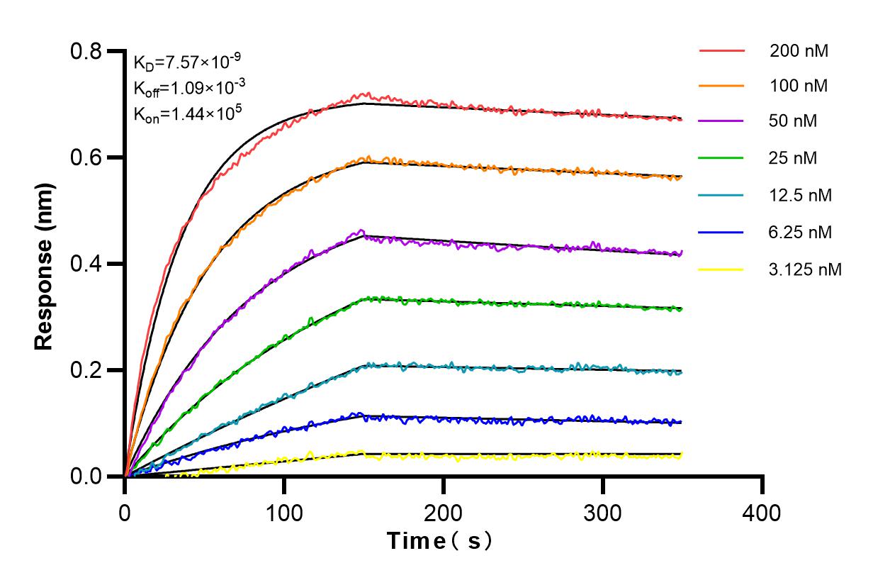 Affinity and Kinetic Characterization of 82559-1-RR