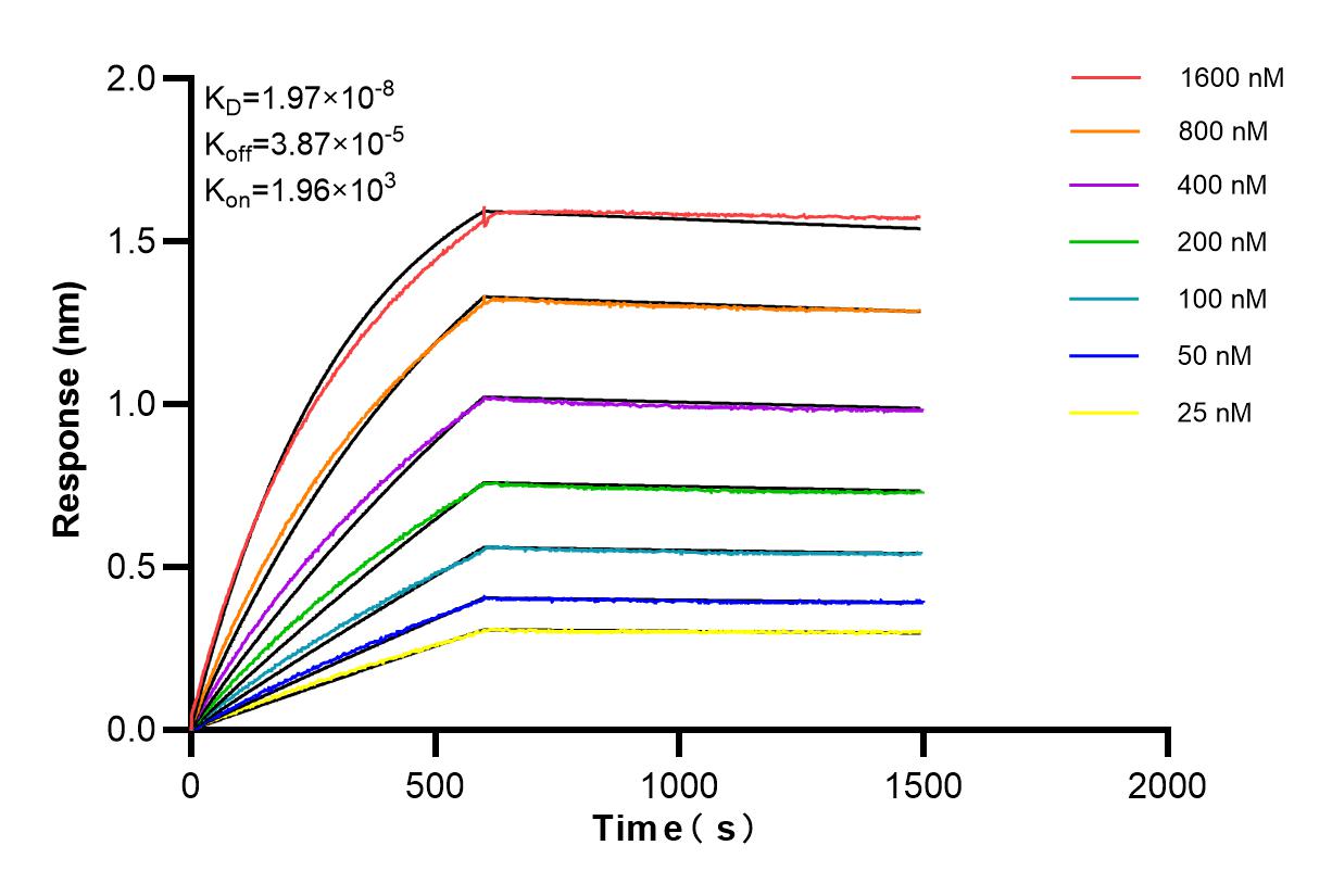 Affinity and Kinetic Characterization of 82673-2-RR