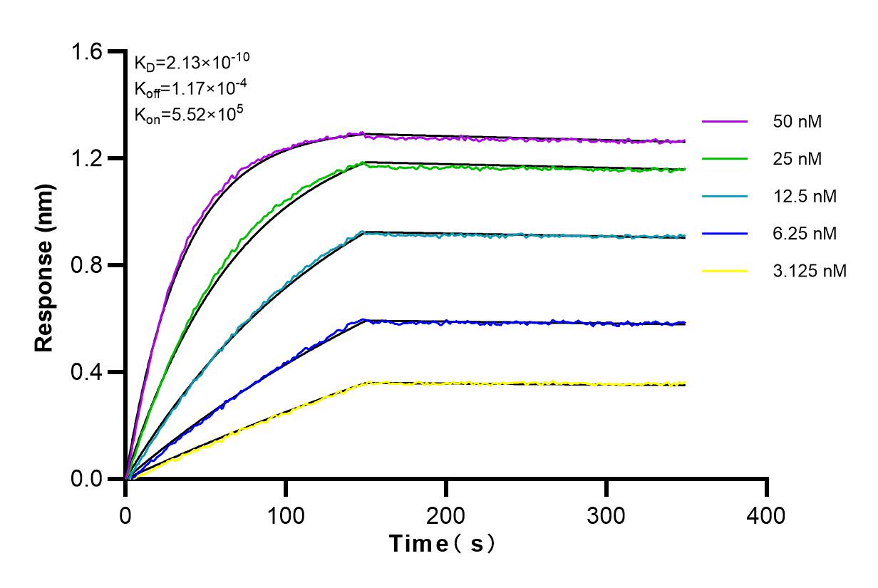 Affinity and Kinetic Characterization of 82676-1-RR