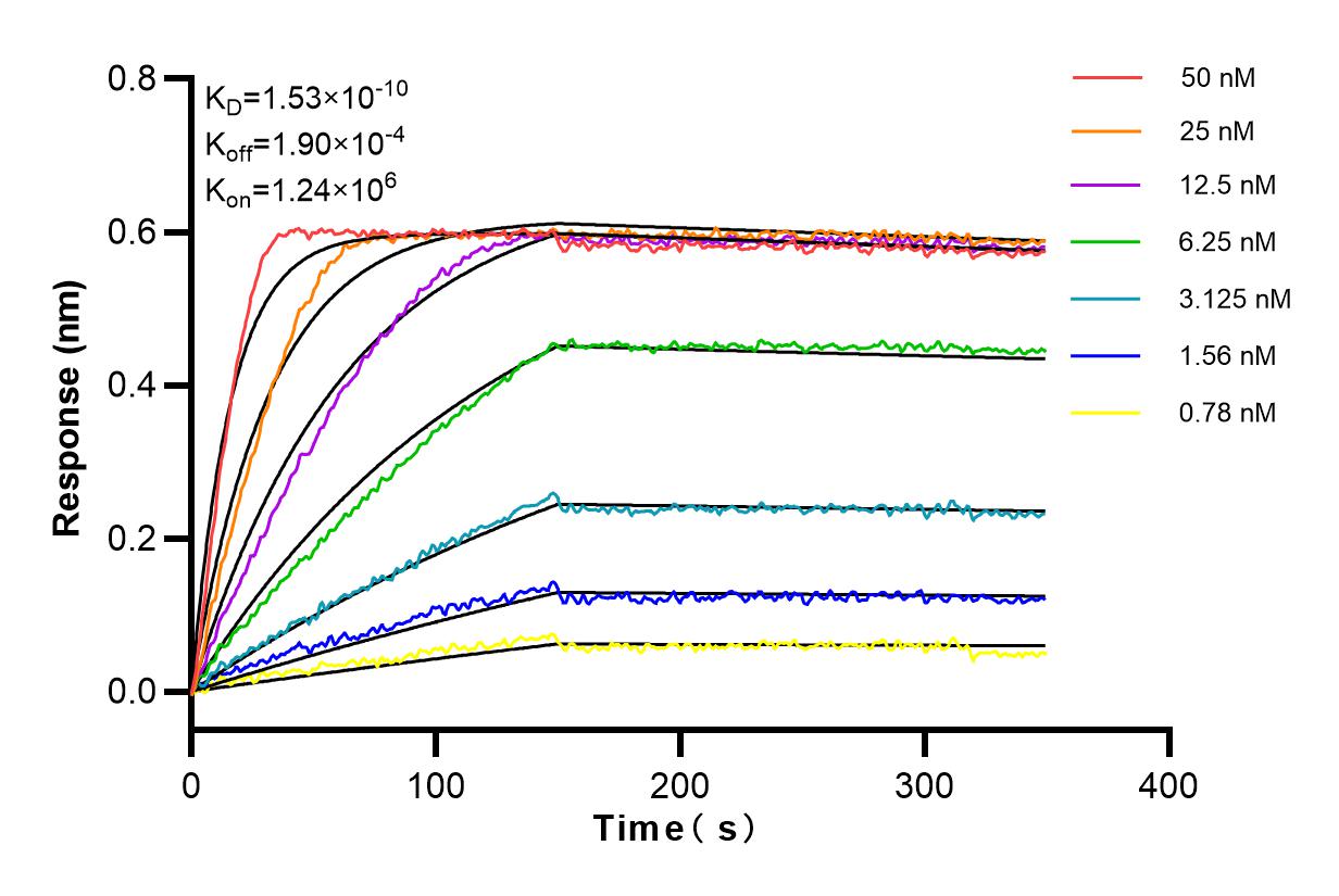 Affinity and Kinetic Characterization of 82681-1-RR